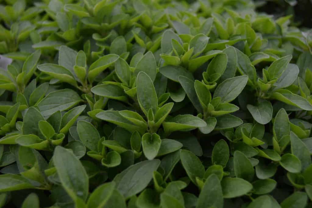 Origanum vulgare 'Compactum' ---